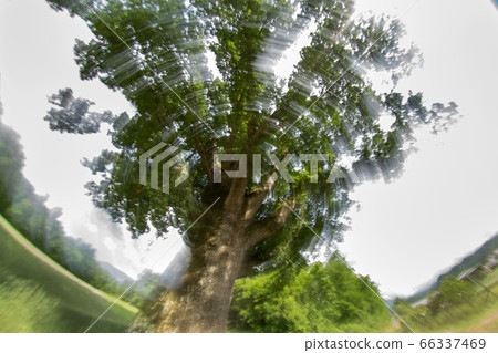 old centenary oak tree 66337469