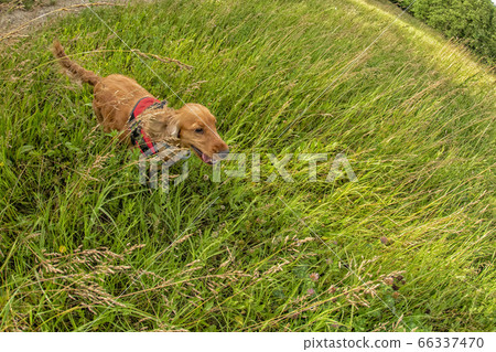 happy puppy dog cocker spaniel in the green grass 66337470