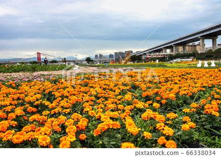蝴蝶花海公園的橘色花海 蝴蝶花海公園的橘色花海 66338034