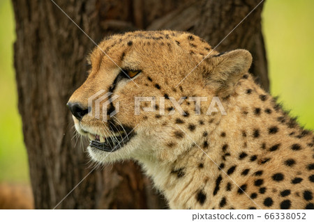 Close-up of sitting cheetah head and shoulders 66338052