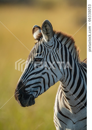 Close-up of plains zebra head and neck 66338053