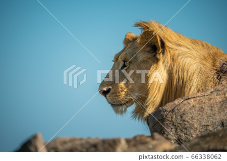Close-up of male lion lying on rock 66338062