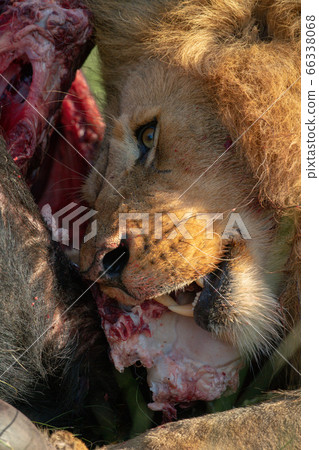 Close-up of male lion gnawing at carcase 66338068