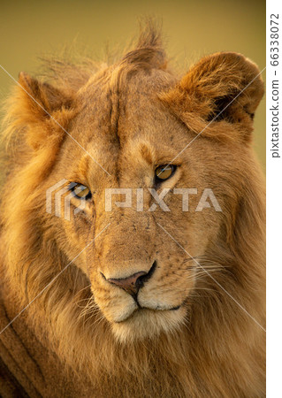 Close-up of male lion cocking his head 66338072