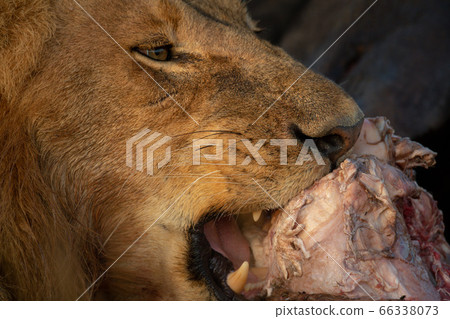 Close-up of male lion chewing animal carcase Close-up of male lion chewing animal carcase 66338073