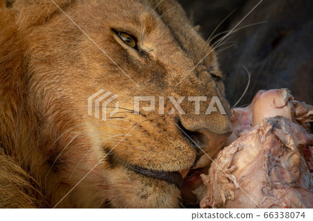 Close-up of male lion chewing on carcase 66338074