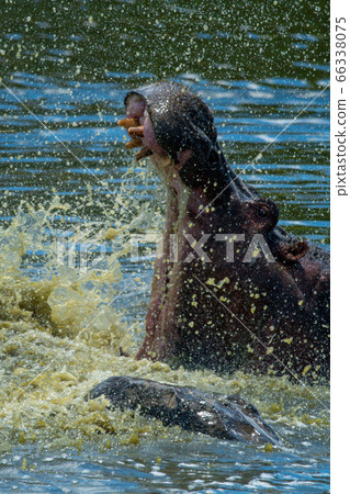 Close-up of male hippo splashing in water Close-up of male hippo splashing in water 66338075