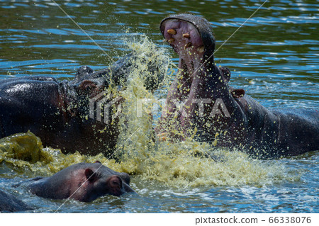 Close-up of male hippos fighting in water Close-up of male hippos fighting in water 66338076