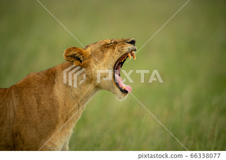 Close-up of lioness standing yawning on grass 66338077