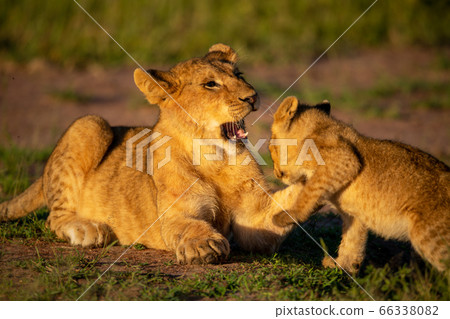 Close-up of lion cubs playing at dawn 66338082