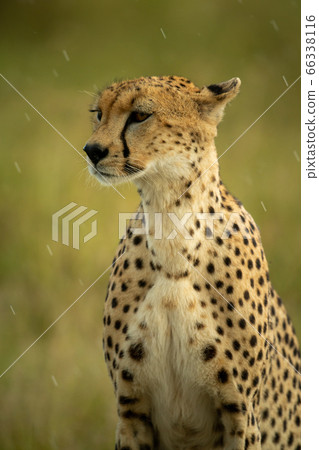 Close-up of cheetah sitting staring in rain 66338116