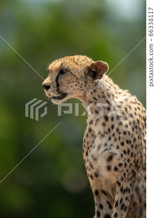 Close-up of cheetah sitting with trees behind 66338117