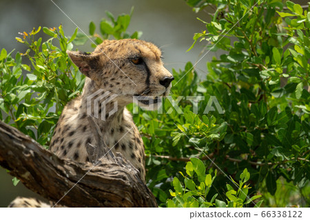 Close-up of cheetah sitting among leafy bushes 66338122