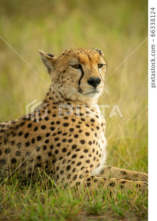 Close-up of cheetah lying with head turned Close-up of cheetah lying with head turned 66338124