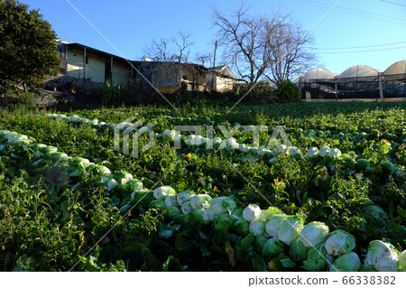 Vietnamese farmer harvest cabbage on agriculture field Da Lat, Vietnam Vietnamese farmer harvest cabbage on agriculture field Da Lat, Vietnam 66338382