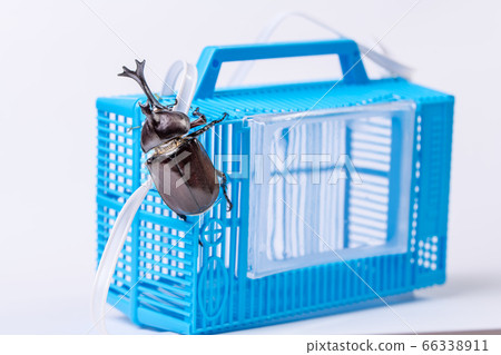 [Male beetle] 66338911