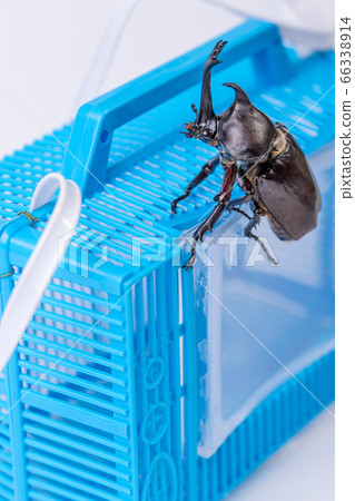 [Male beetle] 66338914