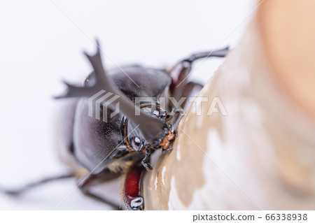 [Male beetle] 66338938