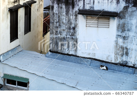 Lonely cat lay down curled up on roof of house at early morning 66340787