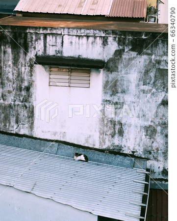 Lonely cat lay down curled up on roof of house at early morning 66340790