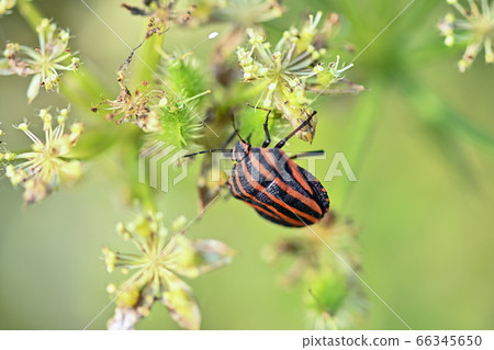 Akushushi Bamboo 66345650