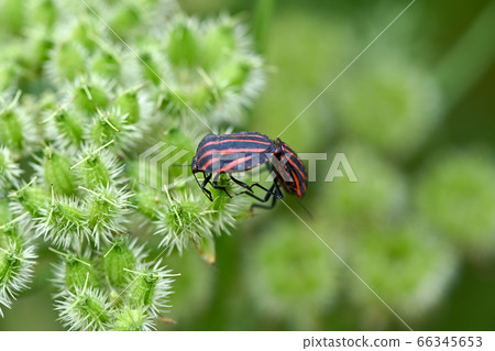 Akushushi Bamboo 66345653