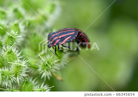 Akushushi Bamboo 66345654