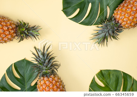 Bromeliad tropical leaves penglai banana background turtle leaf pineapple background パ イ ナ ッ プ ル 66345659