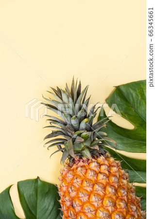 Bromeliad tropical leaves penglai banana background turtle leaf pineapple background パ イ ナ ッ プ ル 66345661