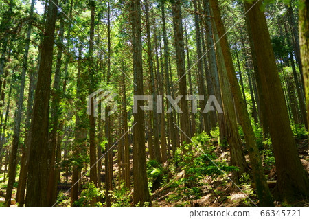 Nara Okuyama Driveway/Wakakusayama Primitive Forest 20 66345721