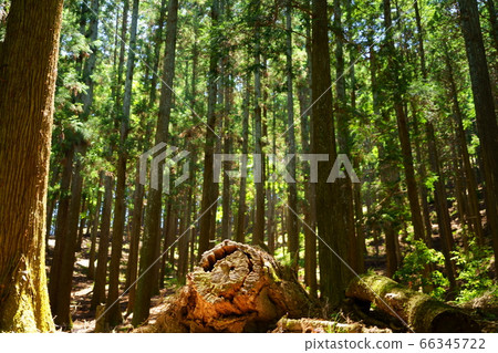 Nara Okuyama Driveway/Wakakusayama Primitive Forest 22 66345722