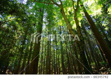 奈良奧山山道/若草山原始森林27 奈良奧山山道/若草山原始森林27 66345742