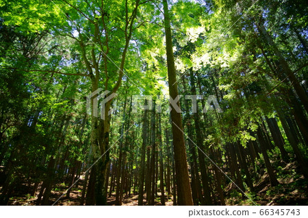 若草山原始森林30 若草山原始森林30 66345743
