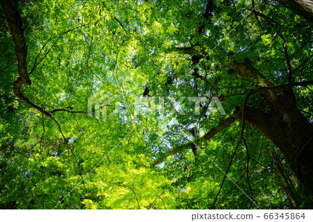 奈良奧山山道/若草山原始森林43 66345864