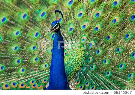 extreme close up Indian peafowl or male peacock dancing with full colorful wingspan to attracts female partners for mating at ranthambore national park or tiger reserve sawai madhopur rajasthan india 66345867
