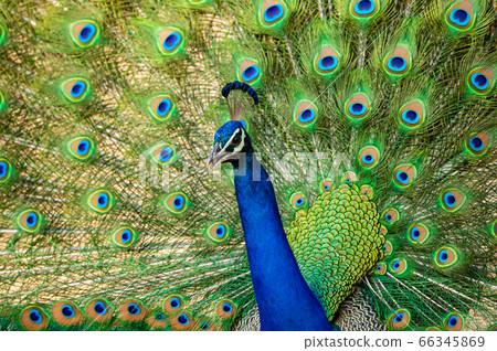 extreme close up Indian peafowl or male peacock dancing with full colorful wingspan to attracts female partners for mating at ranthambore national park or tiger reserve sawai madhopur rajasthan india 66345869