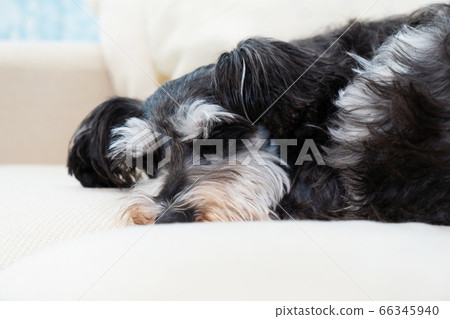 迷你雪納瑞犬睡在沙發上 迷你雪納瑞犬睡在沙發上 66345940