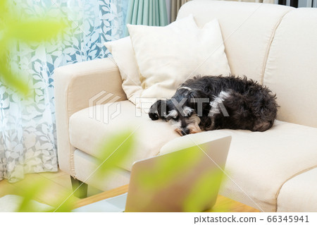 迷你雪納瑞犬睡在沙發上 66345941