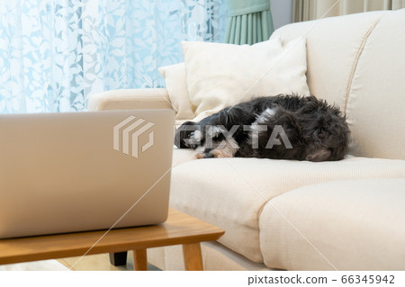 Miniature Schnauzer sleeping on the sofa 66345942