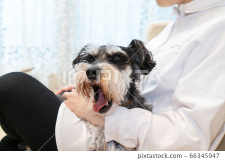 女人抱著一個迷你雪納瑞犬 女人抱著一個迷你雪納瑞犬 66345947