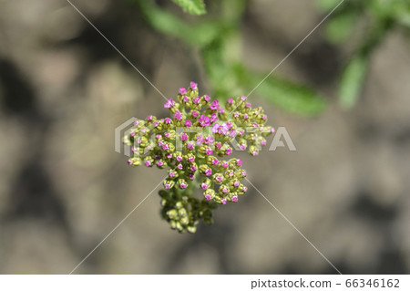 Summer Pastels Yarrow 66346162