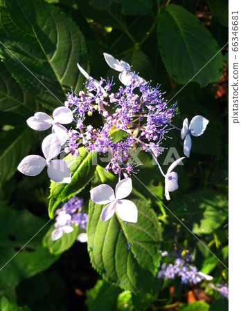 Sansu Hydrangea is a handsome valley shrine with a floating balloon waiting for you. Sansu Hydrangea is a handsome valley shrine with a floating balloon waiting for you. 66346681