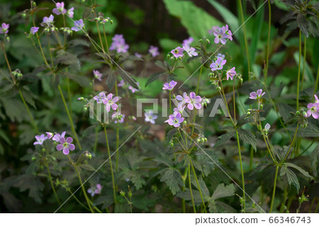 Geranium maculatum espresso Geranium maculatum espresso 66346743