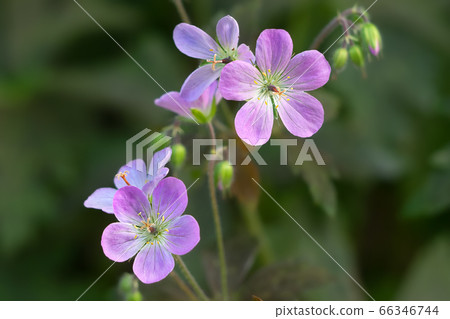 Geranium maculatum espresso 66346744