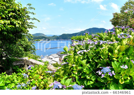 Hydrangea in Shizuura, Numazu City, Shizuoka Prefecture Hydrangea in Shizuura, Numazu City, Shizuoka Prefecture 66346961