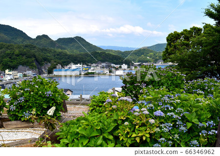 靜岡縣沼津市靜浦市的繡球花 靜岡縣沼津市靜浦市的繡球花 66346962