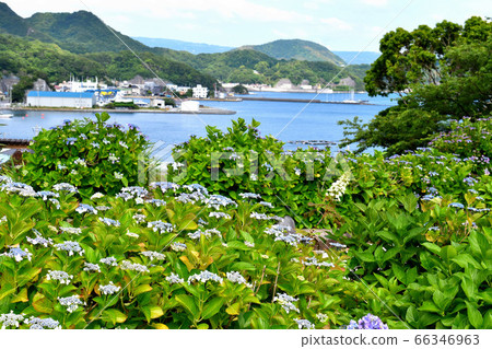 靜岡縣沼津市靜浦市的繡球花 靜岡縣沼津市靜浦市的繡球花 66346963
