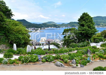 靜岡縣沼津市靜浦市的繡球花 66346964
