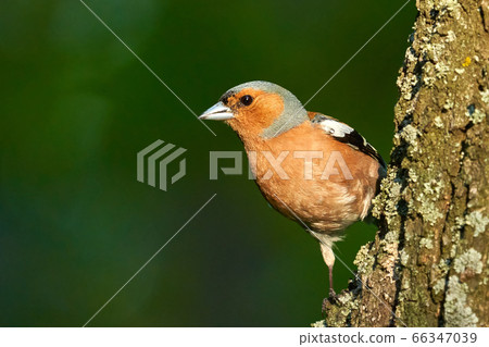 Bird - Common Chaffinch ( Fringilla coelebs ) Male Bird - Common Chaffinch ( Fringilla coelebs ) Male 66347039