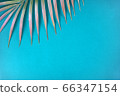 Decorative palm branch on turquoise background. Summer, tropical concept. Top view, copy space, flat lay 66347154